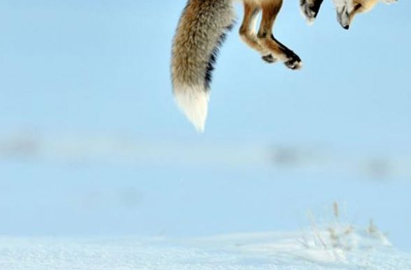 Tilki için ziyafet zamanı - Resim: 4