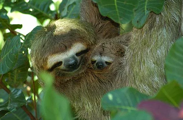 Anneleriyle poz veren sevimli hayvanlar - Resim: 2