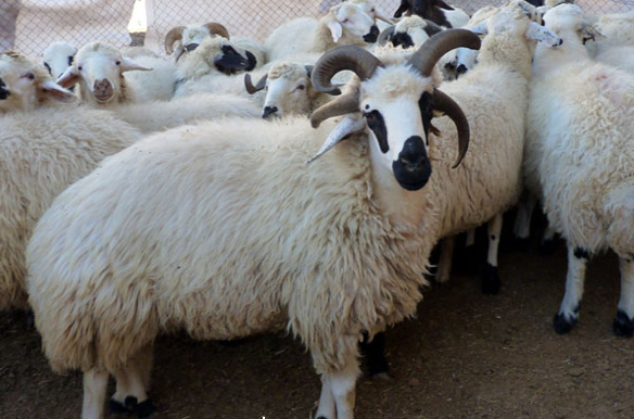 Kurbanlık alırken bunlara dikkat edin! - Resim: 4