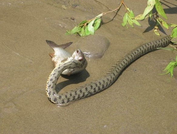 Sinsice yaklaşıp bir anda kaptı! İşte yılanın balık avı - Resim: 3