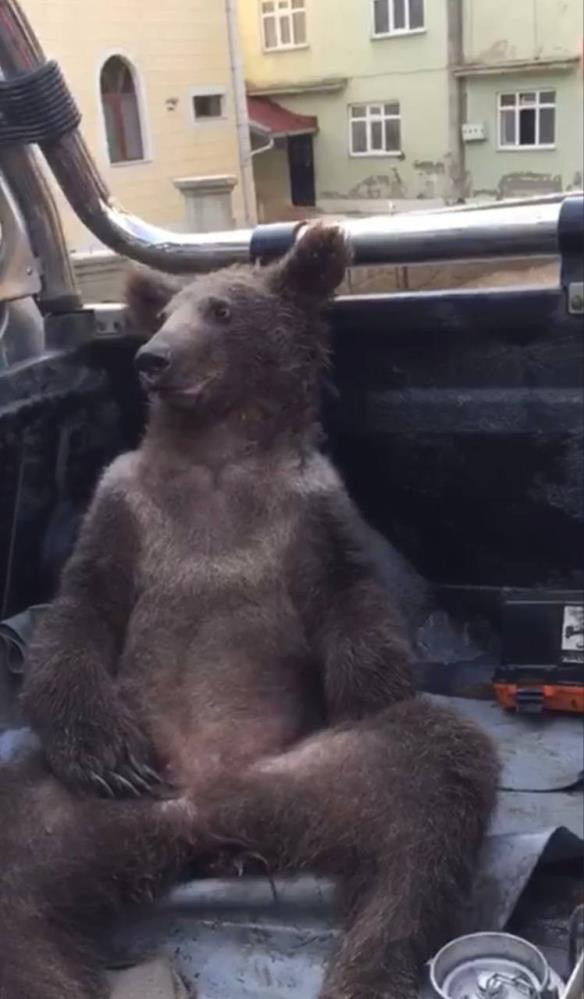 Düzce'de balı fazla kaçıran ayı komalık oldu! Sevimli yaramaz veterinere böyle götürüldü - Resim: 1