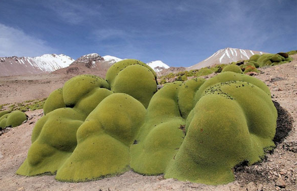 Çöl'ün ortasında maydanoz! - Resim: 1