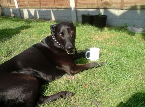 En komik amatör kareler - Resim: 3