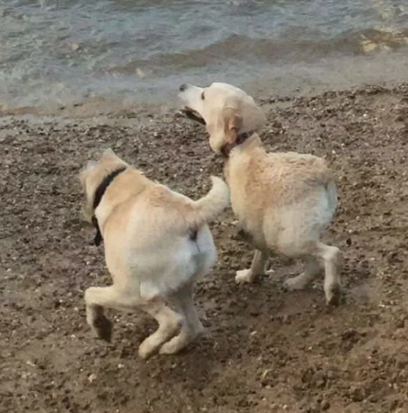 Onu bu halde yakaladı hemen kameraya sarıldı bir de sosyal medyada paylaştı - Resim: 3
