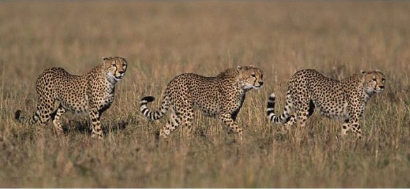 Hayvanların 'O' anları - Resim: 3