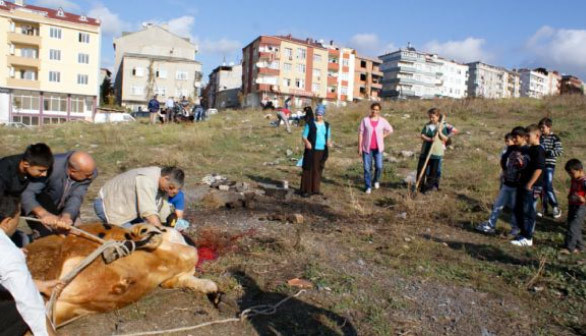Kurbanlıklara yine işkence - Resim: 2