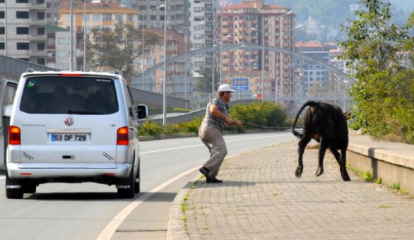 Hayvanı öyle bezdirdiler ki! - Resim: 4