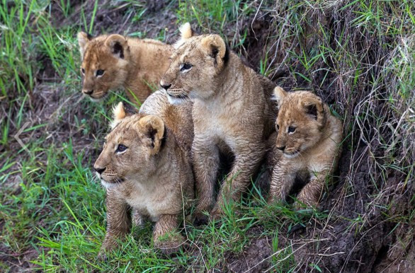 Yavru aslanların yaşam mücadelesi - Resim: 2