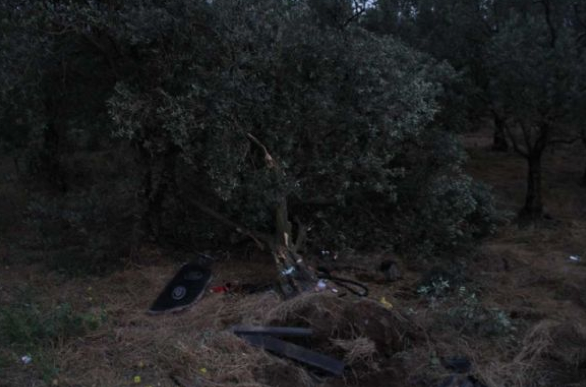 Ağaçta otomobil mi yetişir demeyin... - Resim: 4