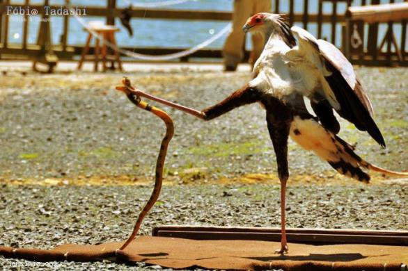 En komik hayvan resimleri - Resim: 2