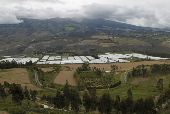 Güllerin sevgiliye olan yolculuğu - Resim: 1