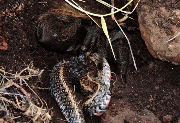 Bu kez yılan yem oldu ilk kez görüntülendi! - Resim: 2