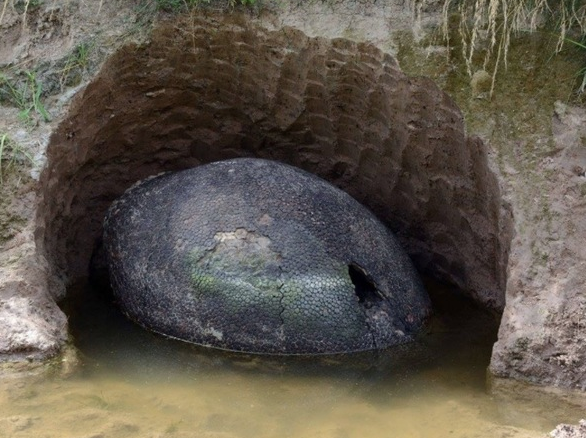 Yürüyüş sırasında rastladılar devasa yumurta şoke etti bakın ne çıktı? - Resim: 2