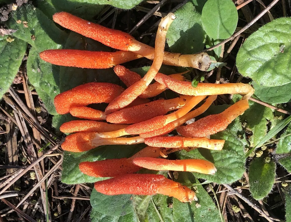 Dünyada merak konusu olan 'Zombi mantarı' İstanbul'da ortaya çıktı - Resim: 0