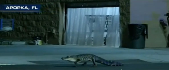 Şehrin merkezinde gezinen timsah - Resim: 3