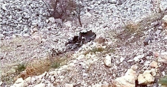 PKK’nın düşen helikopter oyunu bozuldu! O terörist Türkiye uyruklu çıktı - Resim: 2