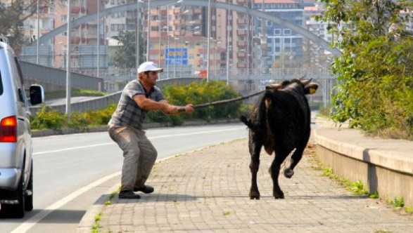 Hayvanı öyle bezdirdiler ki! - Resim: 2