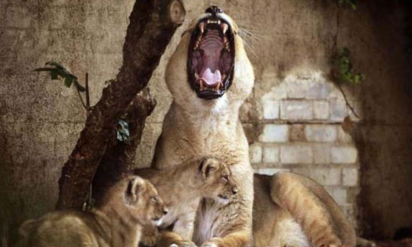 Hayvanlar aleminin en tatlı anneleri - Resim: 1