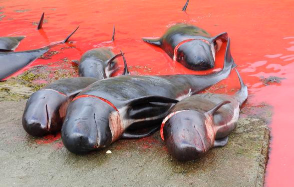Deniz bir anda kırmızıya boyandı vahşet böyle görüntülendi - Resim: 1