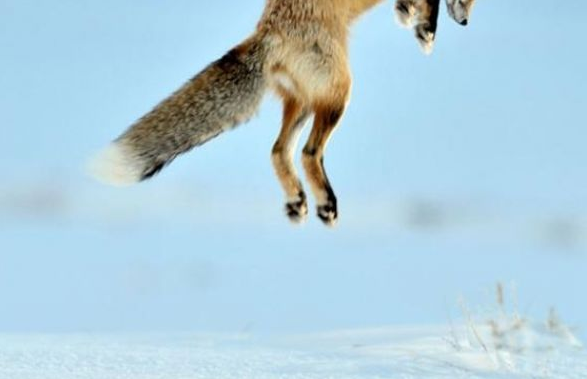 Tilki için ziyafet zamanı - Resim: 3