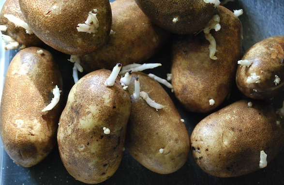 Patateslerinize dikkat edin eğer böyleyse ölümcül olabilir - Resim: 3