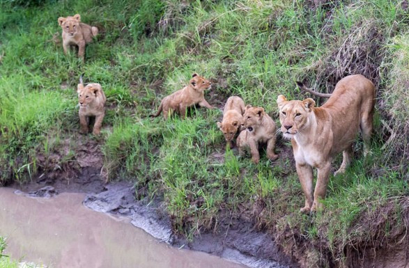 Yavru aslanların yaşam mücadelesi - Resim: 1