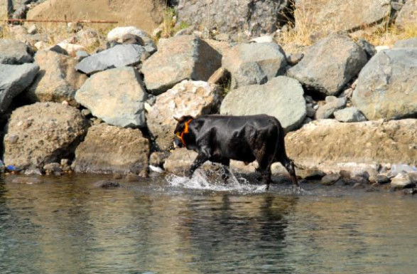 Hayvanı öyle bezdirdiler ki! - Resim: 1