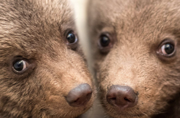 Köpek diye aldığı hayvan büyüdüğünde bakın neye dönüştü! - Resim: 3