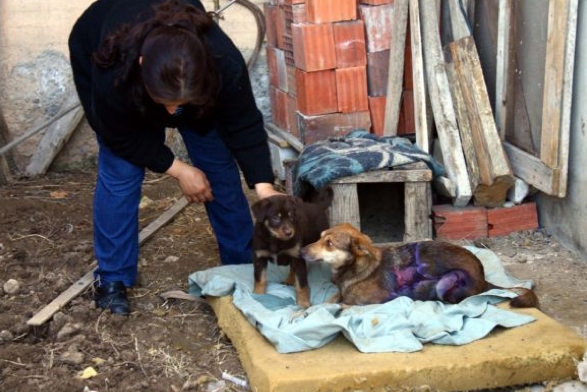 Köpeğin üzerine kızgın yağ döktüler - Resim: 2