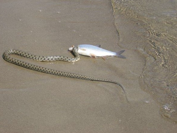 Sinsice yaklaşıp bir anda kaptı! İşte yılanın balık avı - Resim: 1