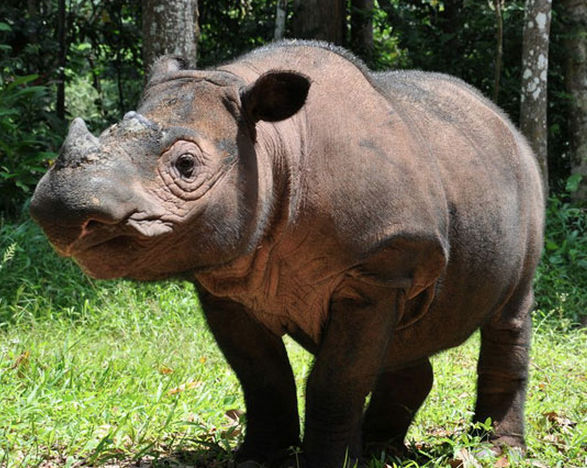 Malezya'dan kötü haber! Son erkek Sumatra gergedanı ülkeyi yasa  boğdu - Resim: 1