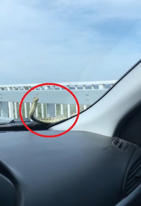 Seyir halindeki arabada yılan! Bursa'da arandı 3 gün sonra İzmir'de çıkarıldı - Resim: 4