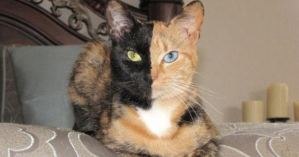 Dünya Kediler Günü  - Resim: 4