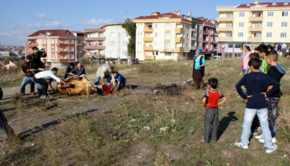 Kurbanlıklara yine işkence - Resim: 4