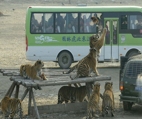 Canlı tavuğu kaplanların önüne attılar ve... - Resim: 3