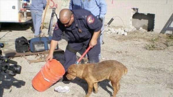 Fazla merakın başa bela olduğu anlar! - Resim: 3