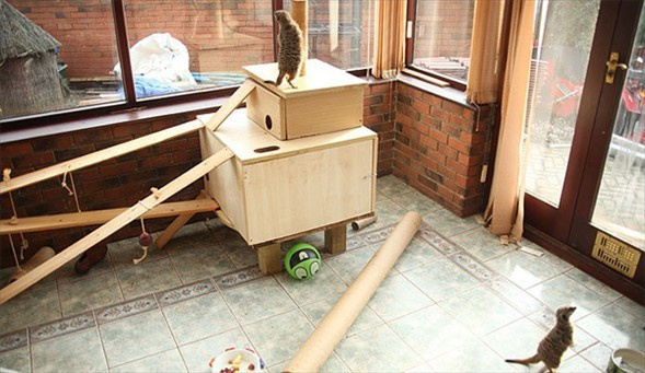 Yılan ve sürüngenlerle dolu eve bakın - Resim: 3