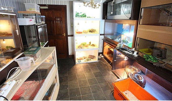 Yılan ve sürüngenlerle dolu eve bakın - Resim: 2