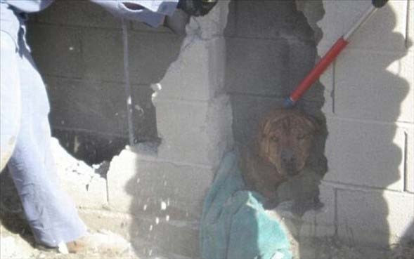 Fazla merakın başa bela olduğu anlar! - Resim: 2