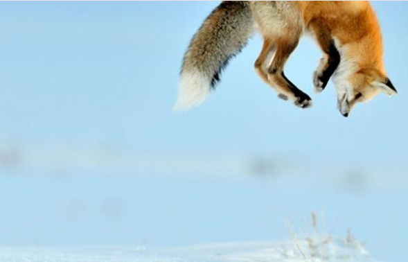 Tilki için ziyafet zamanı - Resim: 2