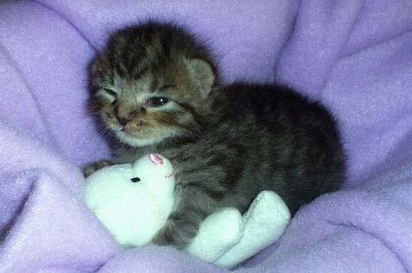 Bu hayvanlar çok komik! - Resim: 3