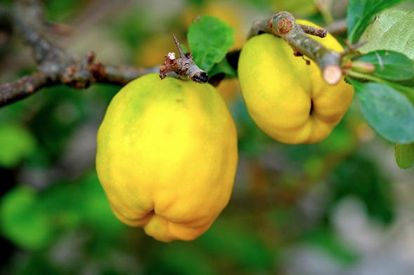 Bu meyvenin çekirdeğini kesinlikle yüzünüze sürün! Faydalarına inanamayacaksınız - Resim: 2