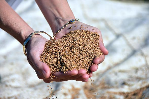 Ula’nın susamına Yunan ve Japon ilgisi - Resim: 4