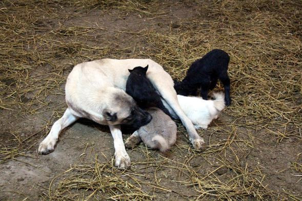 Kangal köpeği  annesiz kuzulara annelik yapıyor - Resim: 3