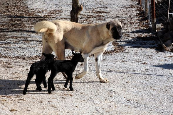 Kangal köpeği  annesiz kuzulara annelik yapıyor - Resim: 4