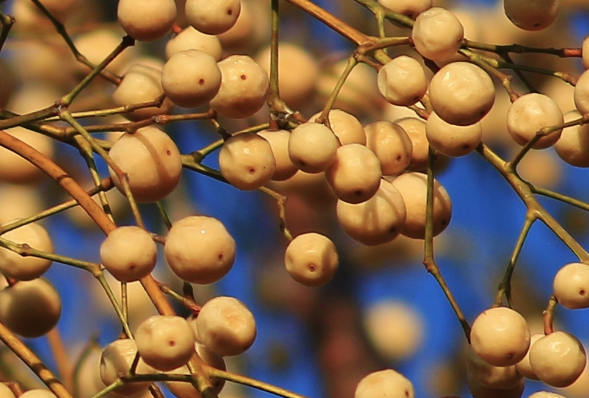 Daha önce duymadığınız bu ağacın yağı bakın neye iyi geliyor - Resim: 2