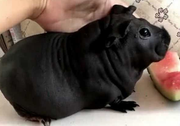 Köpek diye aldığı hayvan büyüdüğünde bakın neye dönüştü! - Resim: 1