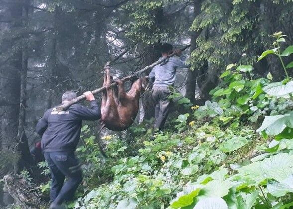 Trabzon'da yaylaya kurt indi! Köylüler sokağa çıkmaya korkuyor - Resim: 4