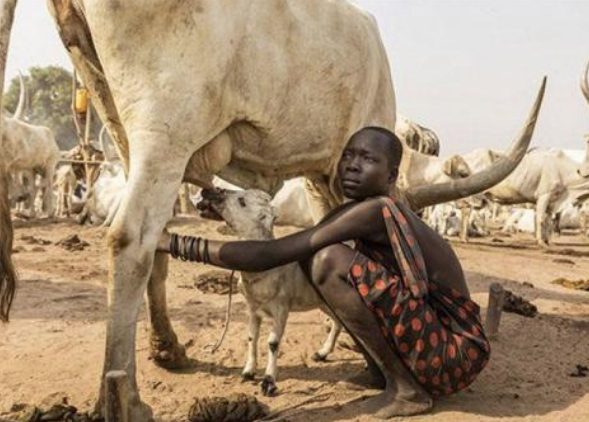 Sığır idrarıyla saçlarını yıkıyorlar! Bu gelenek sizi çok şaşırtacak - Resim: 4