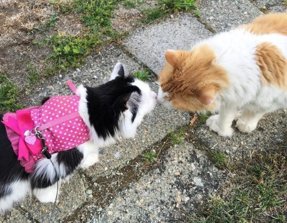 "Zengin kız fakir oğlan" hayran bıraktı - Resim: 1